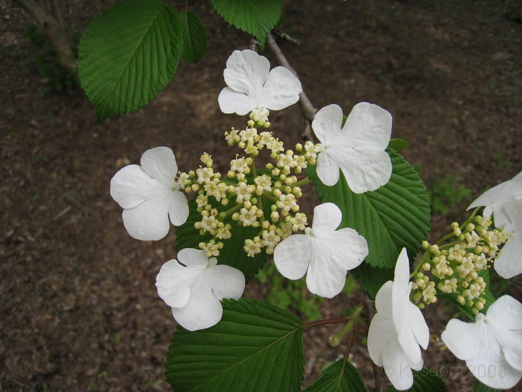 Dart Frog Dash 08 0366.jpg - The Toledo Ohio Zoo held the 2008 Dart Frog Dash 5K race on May 17, 2008. The weather was great, the race went fine, and the animals were fun to see! The highlight was the nursing Polar Bear Cubs - two 330 pound "babies" tugging on mama.